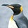 Go to the profile of penguinvestor