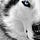 Go to the profile of evodanh