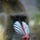 Go to the profile of Christal Ringle