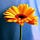 Go to the profile of Harshith Reddy
