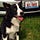 Go to the profile of Steve Schwarz