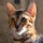 Go to the profile of Simba Bengal