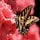 Go to the profile of Butterfly Creek