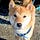 Go to the profile of kkoo
