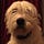 Go to the profile of Lainie Glaser Levin