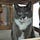 Go to the profile of Pounce the Cat