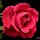 Go to the profile of Dulkar Mohammad
