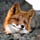 Go to the profile of Robin Fox