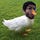 Go to the profile of Arsh Khehra