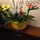 Go to the profile of Flower Child