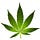 Go to the profile of Cannabis News