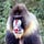 Go to the profile of Mandril