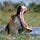 Okavango Journal