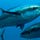 Tuna Stories