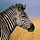 Go to the profile of Mordy Tikotzky