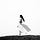 Go to the profile of Andrea Neiman