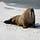 TheWalrusCometh