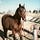 Go to the profile of mary sharum