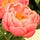 Go to the profile of sheblooms
