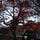 Go to the profile of Phoenix Ayazu