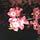 Go to the profile of What Blooms at Night