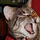 Go to the profile of Red Dragon Studios
