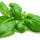 Basil T. Lemon