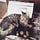 Go to the profile of Gato Terapeuta