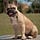 Go to the profile of FrenchiesForever Magazine