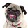 Go to the profile of Cecilia Rose