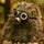 Go to the profile of Serhij Korochanskyj