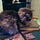 The Philosophy of Cats
