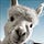 Go to the profile of RoboticLlama