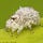 The Funky Hedgehog