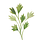 Veggielution