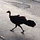 Jogging with the Brush Turkeys