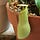 Carnivorous Plants
