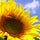 Go to the profile of Sunflowers in the City