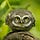 Go to the profile of Drieule