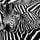 Go to the profile of dczook