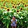 Go to the profile of Siewying