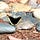Go to the profile of Enchanted Seashells
