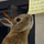 Go to the profile of save.wildlife