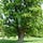 The Patriarch Tree