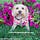 Go to the profile of YourDesignerDog