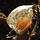 Go to the profile of Hagape