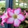 Go to the profile of Desert Rose