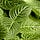 Botany Thoughts
