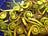 The Odd Pantry Spillover
