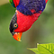 Go to the profile of Lorius lory